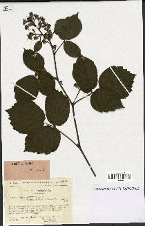 spécimen de Rubus hirtus