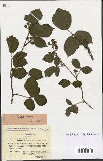 spécimen de Rubus hirtus