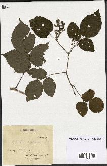 spécimen de Rubus hirtus