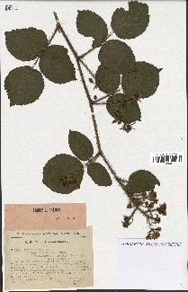 spécimen de Rubus hirtus