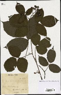 spécimen de Rubus hirtus