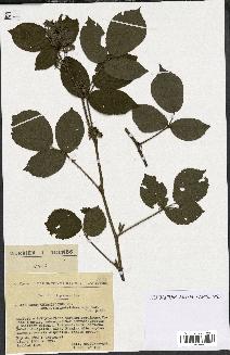 spécimen de Rubus thyrsiflorus