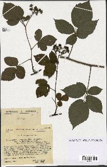 spécimen de Rubus rivularis