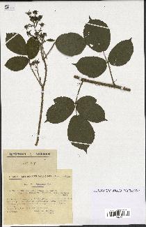 spécimen de Rubus rivularis