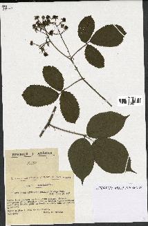 spécimen de Rubus rivularis