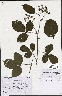 spécimen de Rubus rivularis