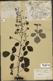 spécimen de Rubus ulmifolius