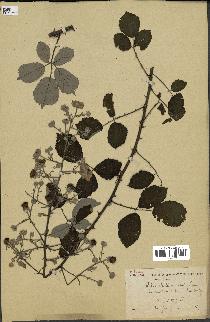 spécimen de Rubus ulmifolius