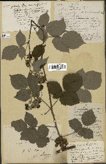 spécimen de Rubus ulmifolius