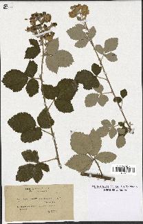 spécimen de Rubus linkianus