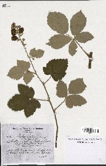 spécimen de Rubus linkianus