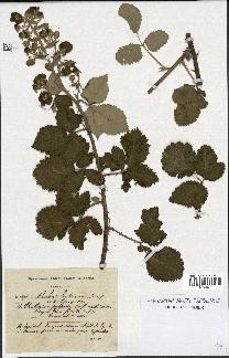 spécimen de Rubus linkianus