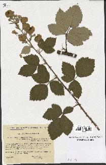 spécimen de Rubus linkianus