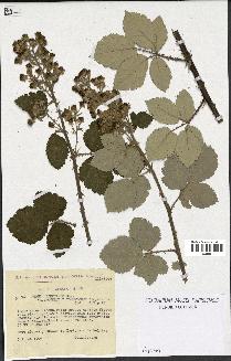 spécimen de Rubus linkianus