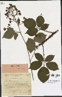 spécimen de Rubus vulgaris