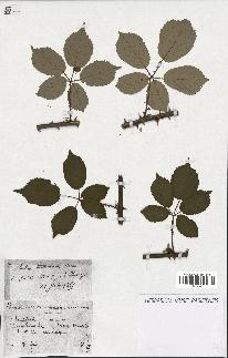 spécimen de Rubus vulgaris