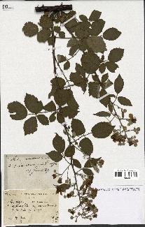 spécimen de Rubus vulgaris