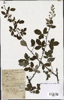 spécimen de Rubus rusticanus