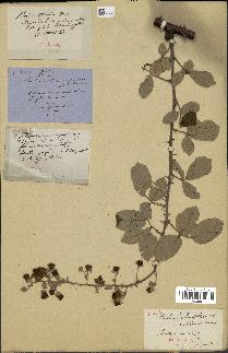 spécimen de Rubus rusticanus