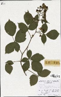 spécimen de Rubus thyrsoideus