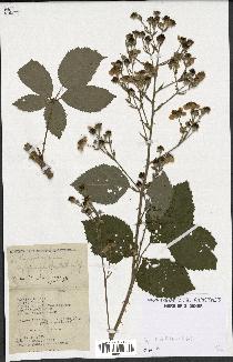 spécimen de Rubus thyrsoideus