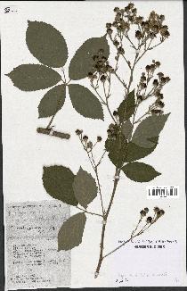 spécimen de Rubus thyrsoideus