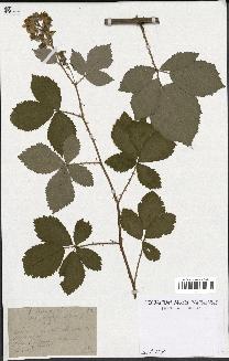 spécimen de Rubus thyrsoideus