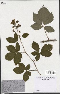 spécimen de Rubus thyrsoideus