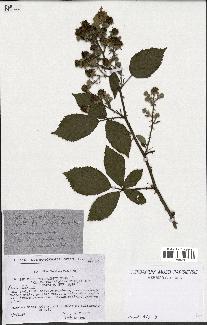 spécimen de Rubus thyrsoideus