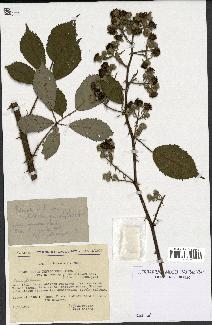 spécimen de Rubus thyrsoideus