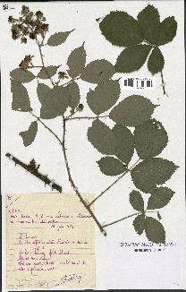 spécimen de Rubus thyrsoideus