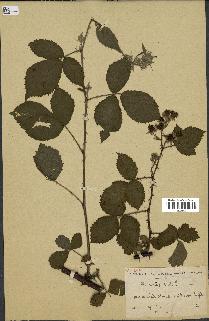 spécimen de Rubus nitidus