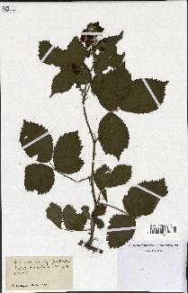 spécimen de Rubus nemorosus