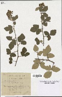 spécimen de Rubus tomentosus