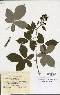 spécimen de Rubus arduennensis