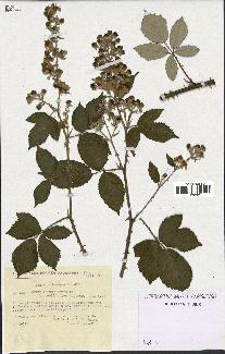 spécimen de Rubus arduennensis