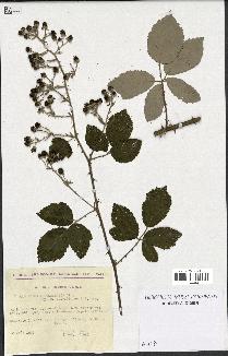 spécimen de Rubus arduennensis