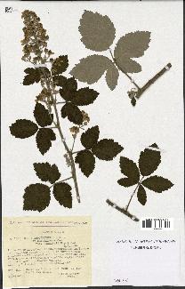 spécimen de Rubus arduennensis