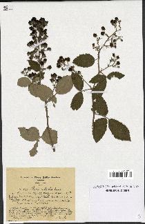 spécimen de Rubus collicolus