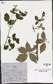 spécimen de Rubus collicolus