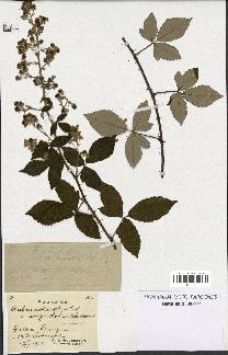 spécimen de Rubus collicolus