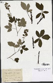 spécimen de Rubus collicolus