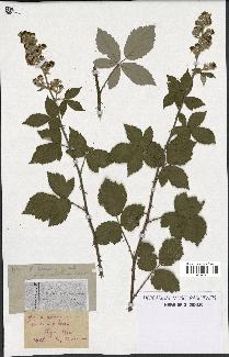 spécimen de Rubus arduennensis