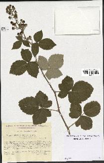 spécimen de Rubus arduennensis