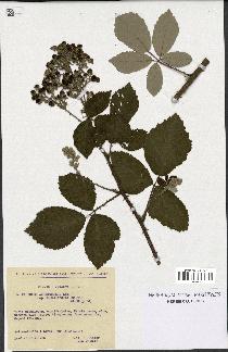 spécimen de Rubus arduennensis