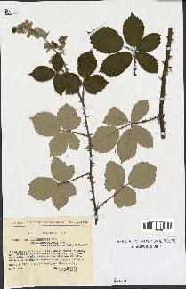 spécimen de Rubus arduennensis