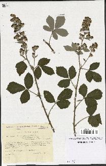 spécimen de Rubus arduennensis