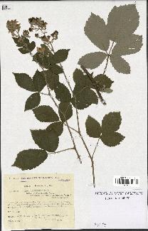 spécimen de Rubus arduennensis