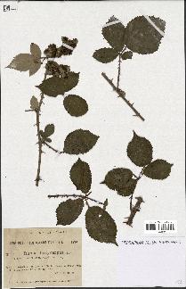 spécimen de Rubus hedycarpus