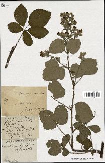 spécimen de Rubus obtusatus